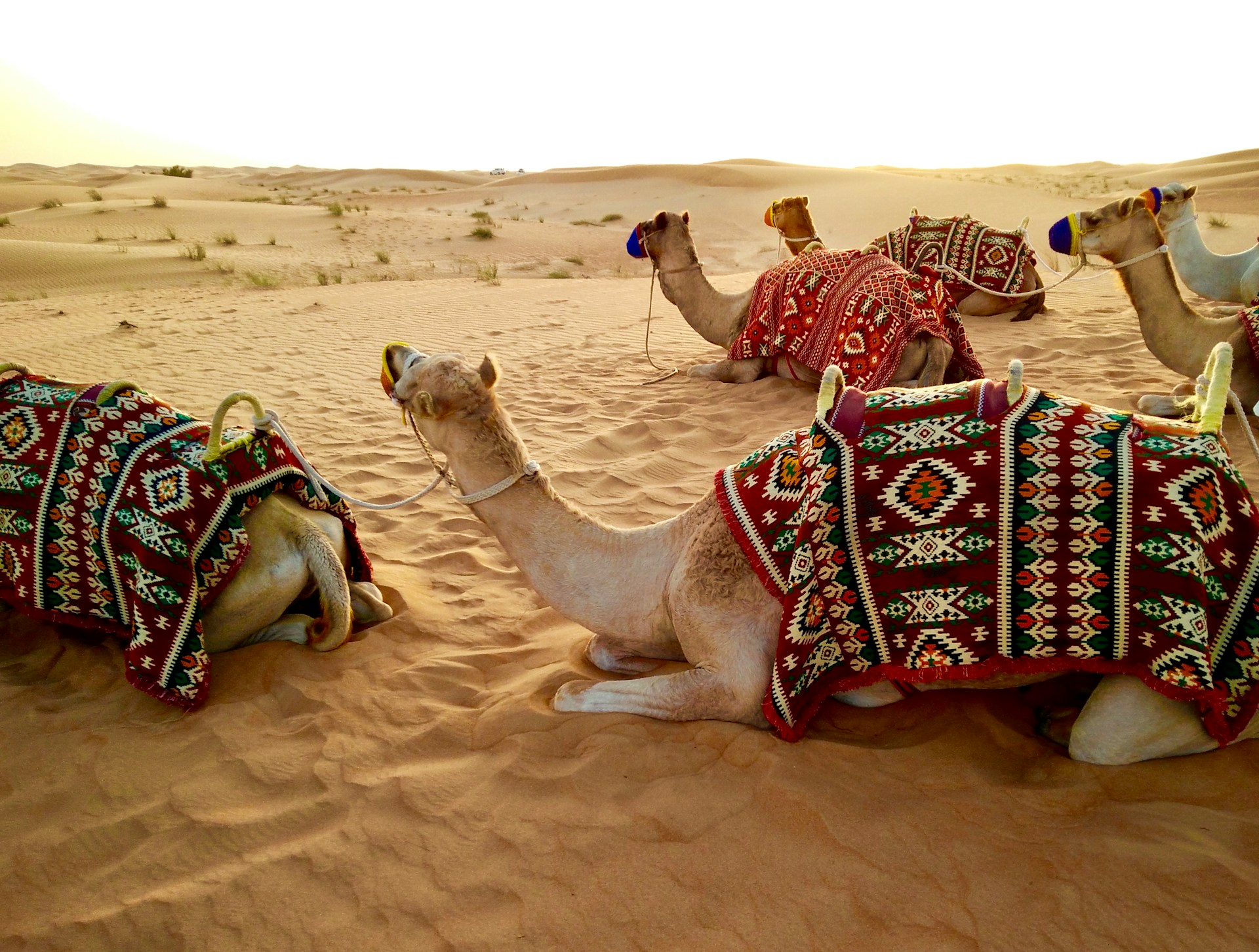 Desert Safari and Touring Packages